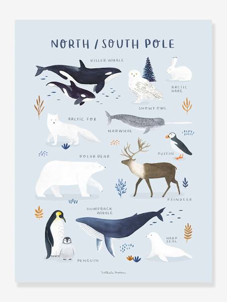 Póster Animais do Polo Norte/Sul, da LILIPINSO azul-cristalino 